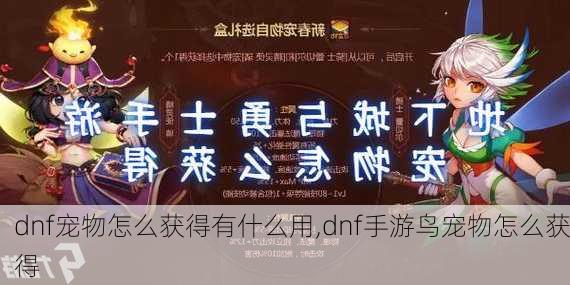 dnf宠物怎么获得有什么用,dnf手游鸟宠物怎么获得